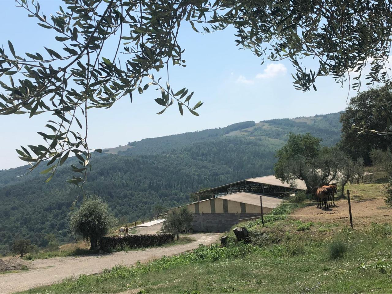 Az.Agr. Il Cavalleggero Campiglia dʼOrcia Exteriör bild